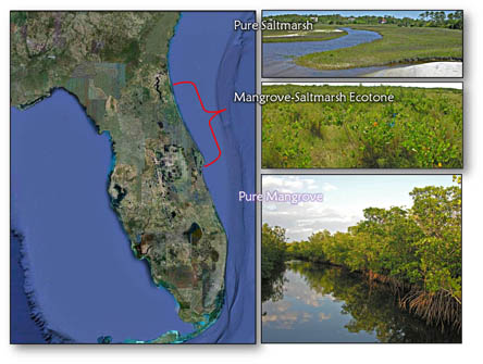 Map: saltmarsh, mangrove and mixed ecotones in Florida