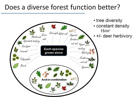 Infographic with experimental design (species grown alone and species growing with other species)