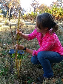 Technician measures tree height