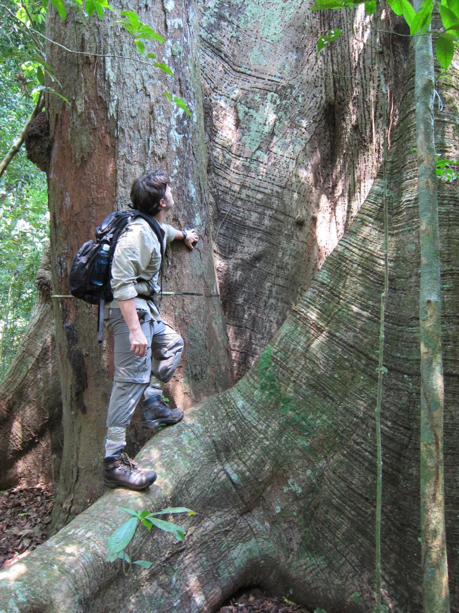 Scientist with kapok tree