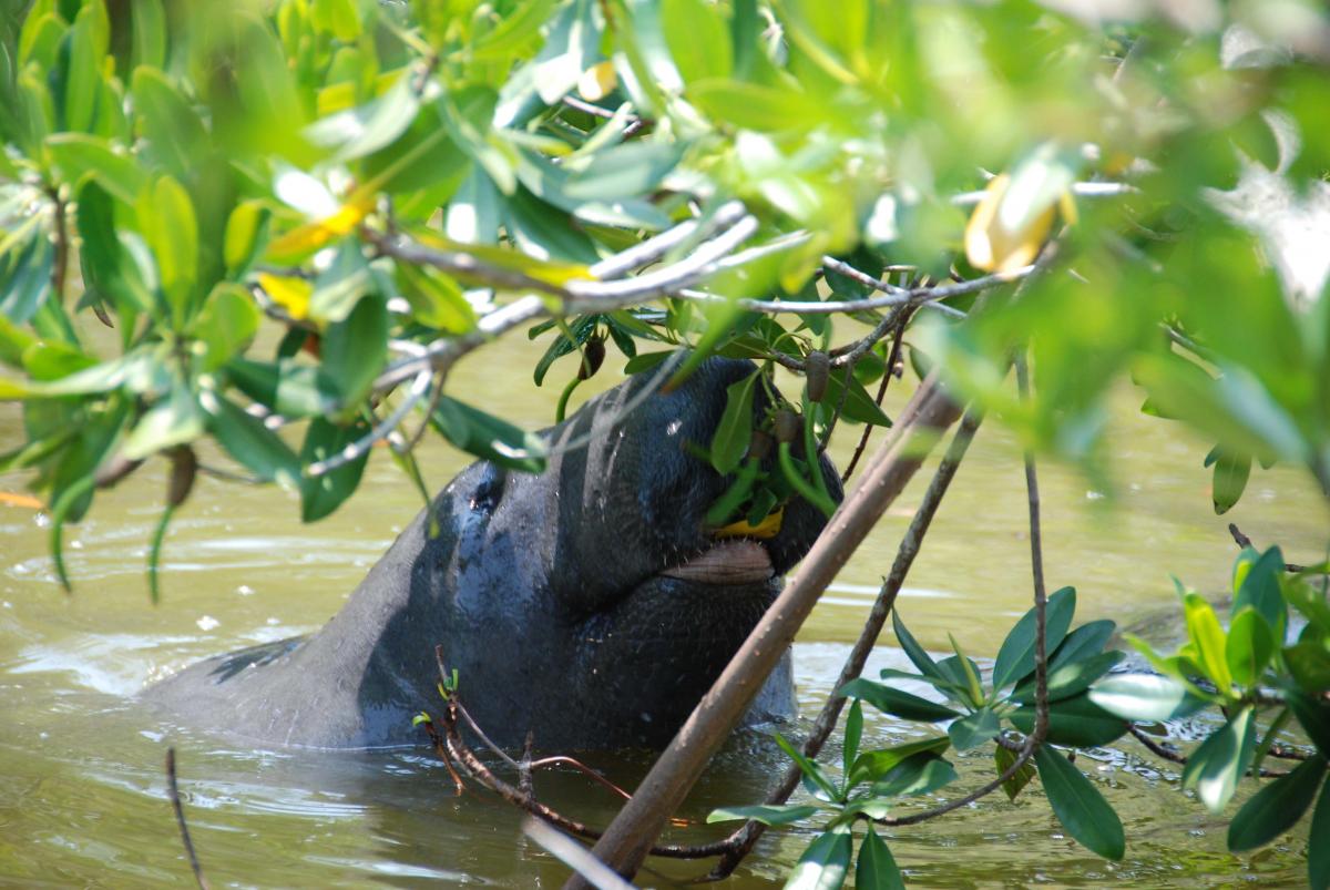 manatee eating mangrove propagules