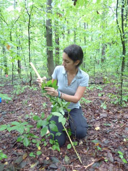 Woman measures plant in forest