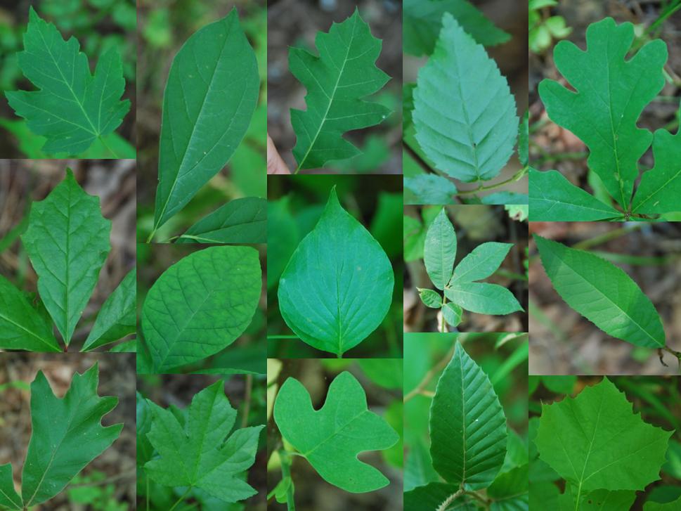 Photo collage: Leaves of different species