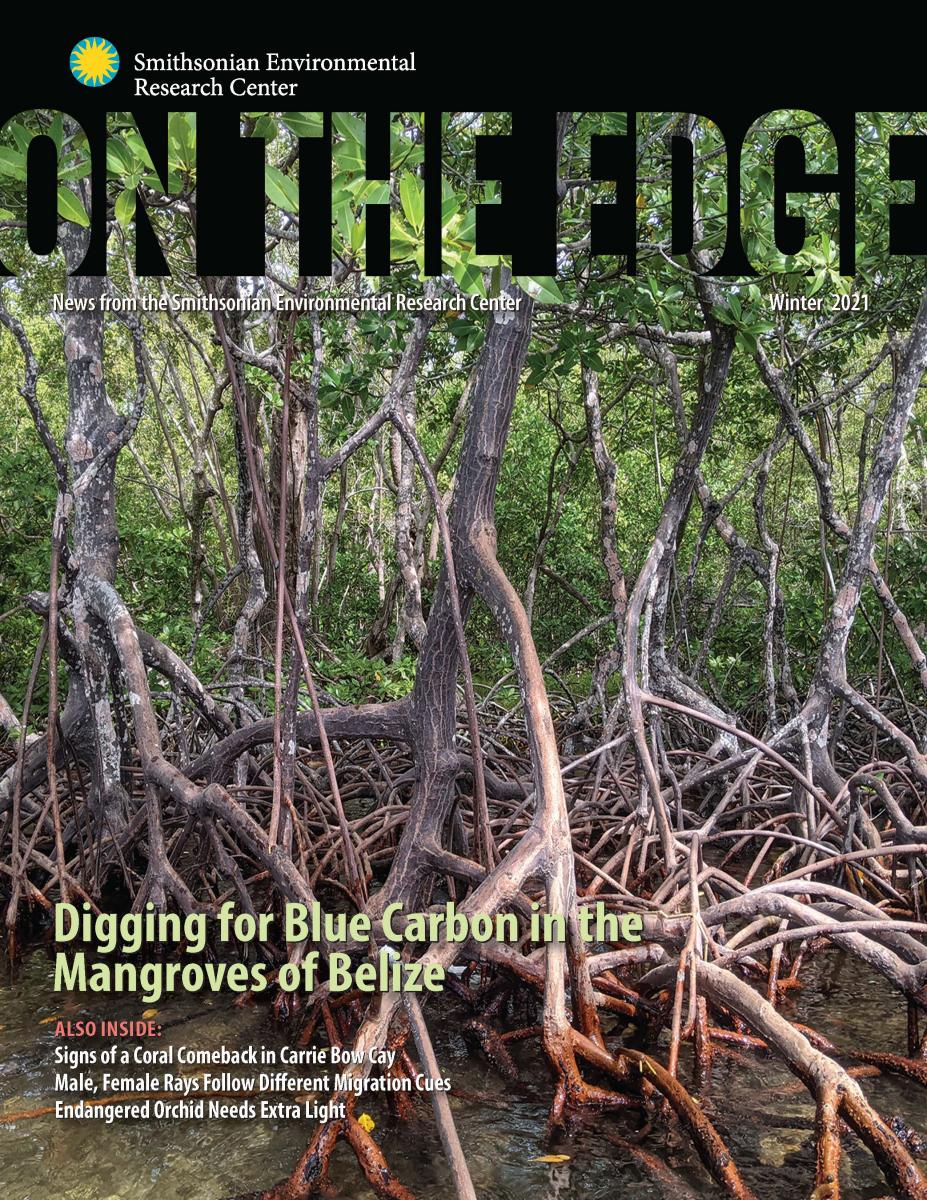 Front Cover of Fall-Winter 2021 On The Edge, featuring a close-up shot of a mangrove with roots in the water