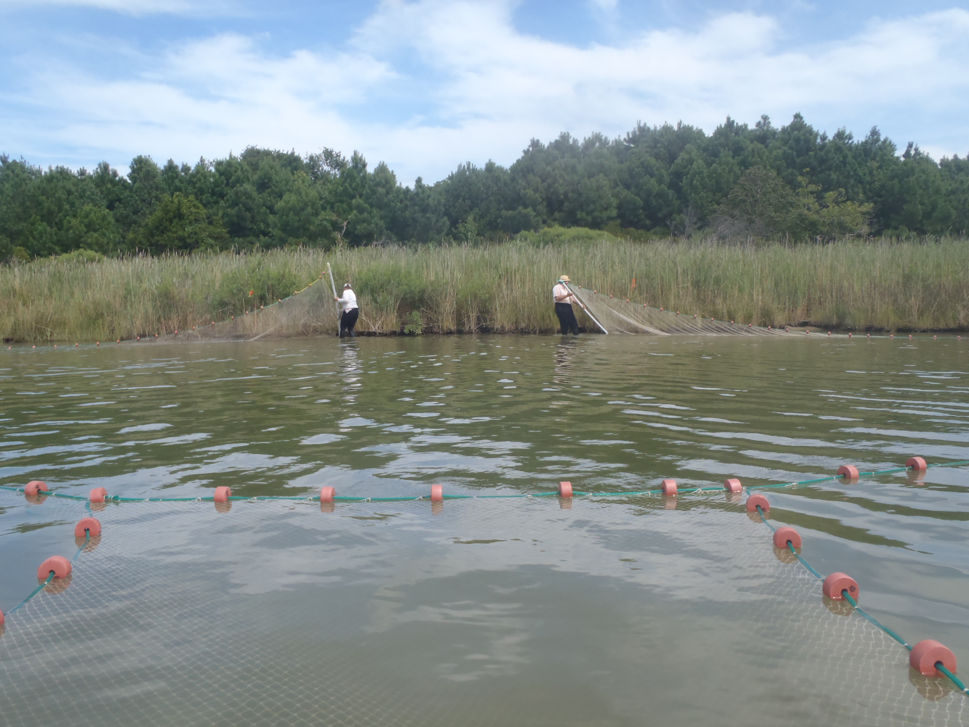 Seining for fish predators at a marsh