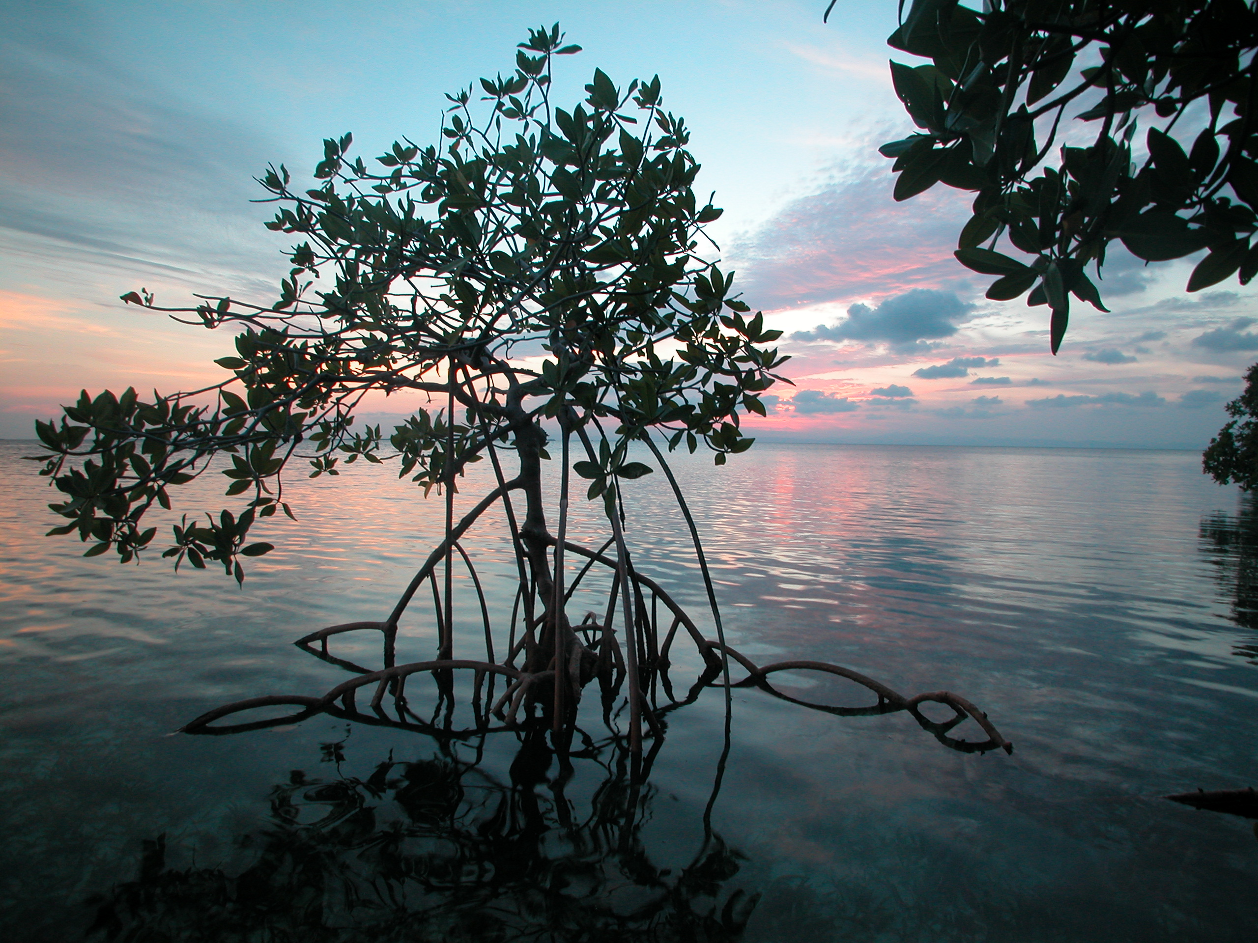 Red mangrove tree in water at sunset