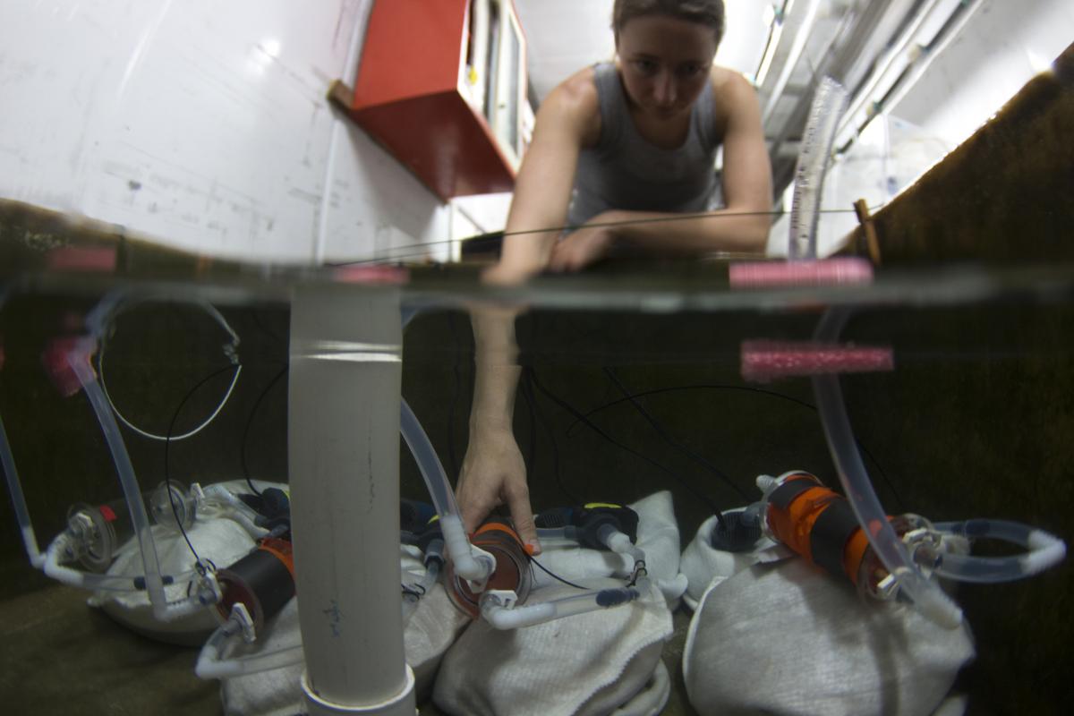 Erica Staaterman flow-through respirometer