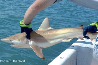 A young blacktip shark is being released into the water from a boat in Core Sound, NC