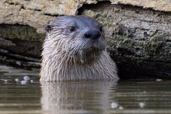 river otter in the river