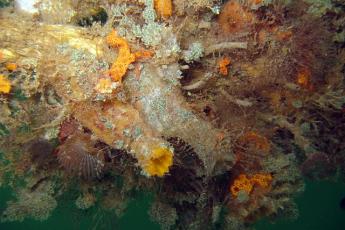 Tunicate, Ascidia sydneiensis