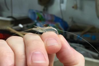 Tethered grass shrimp