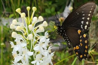 A butterfly pollinating an orchid