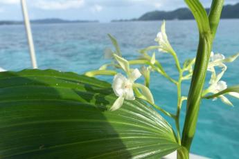 A picture of an orchid in Palau with blue ocean behind it.