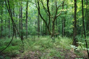 A forest with trees that have thin trunks