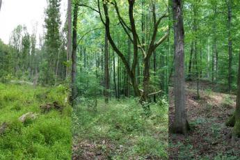 Young, mid-age, and old forests of SERC