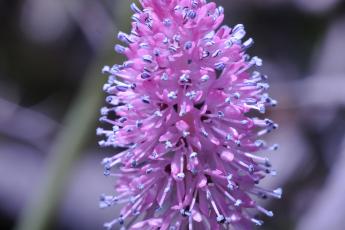 Flowering Helonias bullata