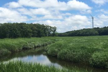 A tidal marsh lined with Spartina alterniflora.