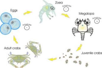 A blue crab life cycle diagram. Clockwise starting from far left: Eggs, Zoea, Megalopa, Juvenile crabs, Adult crabs