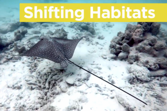 A stingray swimming through the bottom of the clear water, away from the camera. Text above says Shifting Habitats