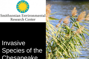 Invasive Species of the Chesapeake Bay