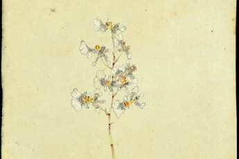 Botanical illustration of an orchid