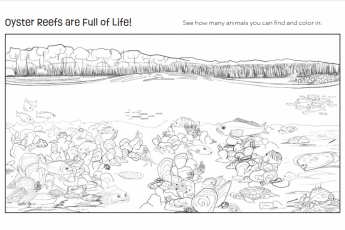 A screenshot of an oyster reef activity workbook PDF. There is a black & white hand drawn picture of an oyster reef.