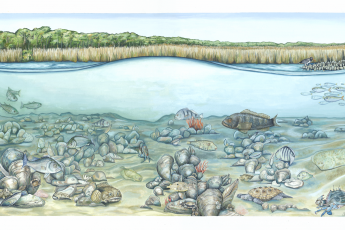 Illustration of an oyster reef with various marine life