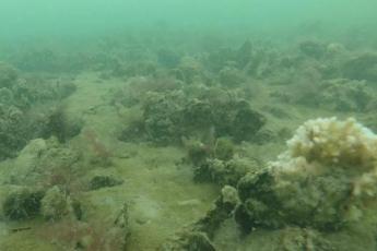 An underwater picture of an oyster reef with an abundance of oysters and bryozoans covering the seafloor