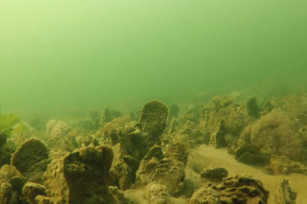 An underwater image of a restored and thriving oyster reef in Harris Creek on Maryland's Eastern Shore
