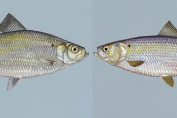 Graphic of 2 fish facing each other with their heads visible in the picture. Left: Alewife. Right: Blueback Herring