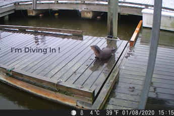 A brown river otter stops on a wet dock to look at something in the distance toward the left side of the photo