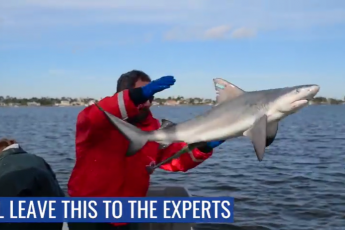 A man with a red jacket and blue gloves releases a small tagged shark back into the water from a boat