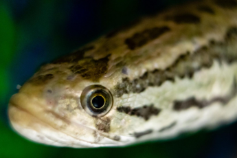 Closeup of a northern snakehead