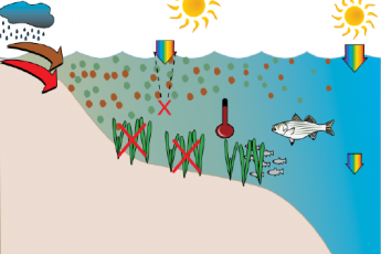 turbidity graphic