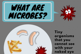 "What are microbes?" graphic