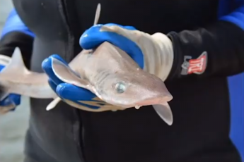 A gray smooth dogfish (shark) held in a person's gloved hands. The shark is facing the camera toward the right side