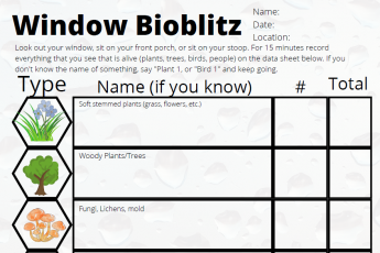 Window Bioblitz worksheet