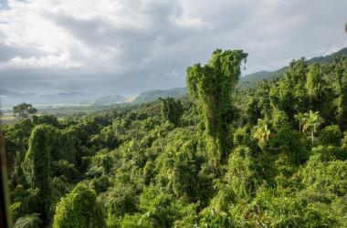 A lush green rainforest canopy under a cloudy gray sky, with one tall, vine-covered tree jutting above the rest of the tree line