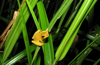 Yellow frog with black eyes sits on crisscrossing strands of bright green plants