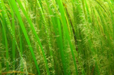 Underwater photo showing strands of bright-green seagrass