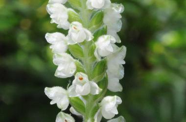 White flowers of downy rattlesnake plantain orchid