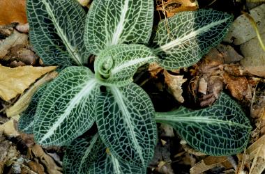 Leafy green rosette of downy rattlesnake plantain