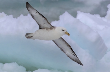 A norther fulmar bird with a white body and black and white wings glides through a cloudy sky.