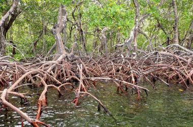 Mangrove shoreline, with roots jutting out of the water