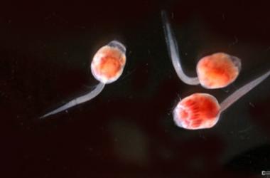 Laravel tunicates