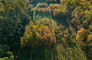 Aerial view of a young forest in autumn, divided into several plots with trees of different heights.