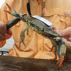 examples of research topics in fisheries crab