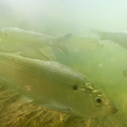examples of research topics in fisheries river