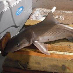 examples of research topics in fisheries shark