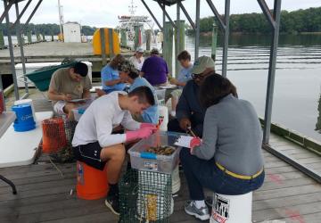 Volunteers measure baby oysters